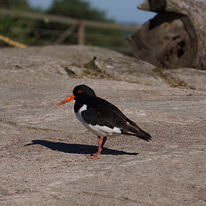 Oystercatcher, Haematopus Ostralegus thumbnail