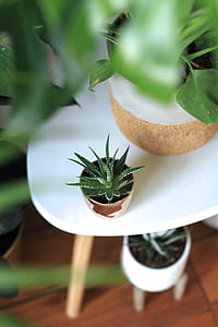 selective focus photography aloe vera plant thumbnail