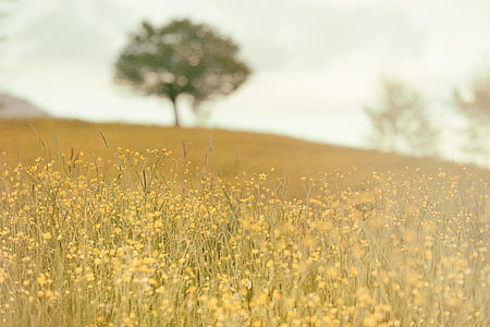 flower covered field and one tree thumbnail