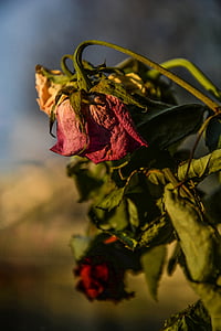 close-up photo red rose thumbnail