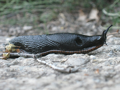 Black Snail, Snail Without A Shell thumbnail