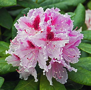close up photography of pink azalea flower thumbnail