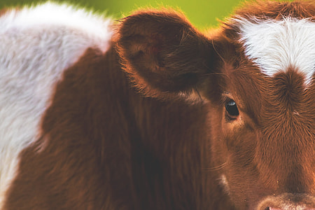 Closeup shot of a cow in a field on a farm thumbnail