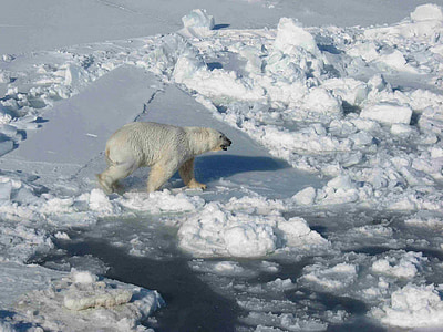 polar bear walking on cracked ice floor during daytime thumbnail