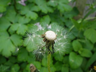 Dandelion, Flower thumbnail