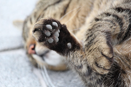 close up photo of cat paw thumbnail