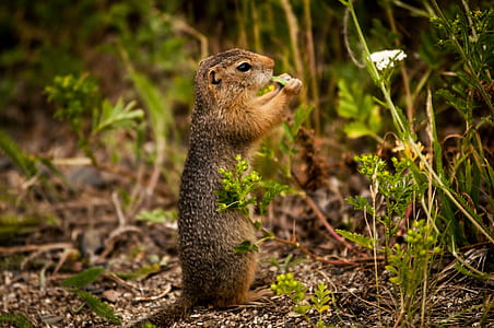 brown squirrel thumbnail