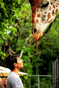 man looking at giraffe thumbnail