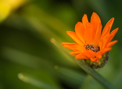selective focus photography of honeybee inside orange flower in bloom thumbnail
