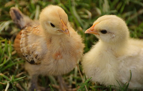 2 Yellow Chick on Grass thumbnail