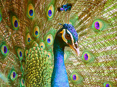 photo oif Peacock thumbnail