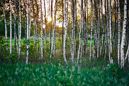 Birch forest thumbnail