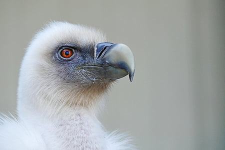 white eagle thumbnail