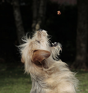 adult brown cairn terrier thumbnail
