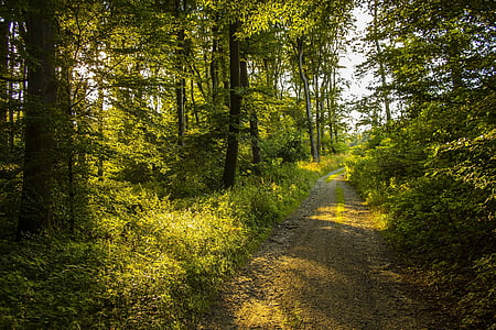 dirtroad between green trees at daytime thumbnail