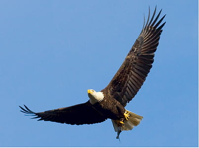 flying bald eagle at daytime thumbnail