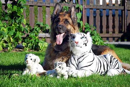 adult black and tan German shepherd sitting near three albino tiger plush toys on grass field during daytime thumbnail