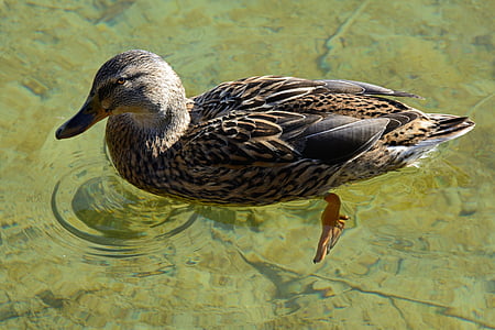 brown mallard duck thumbnail