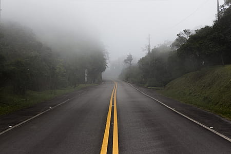 Gray Concrete Pavement Between Green Tall Trees thumbnail