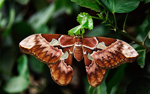close-up photography of brown and green butterfly perching on green leaf plant during daytime thumbnail