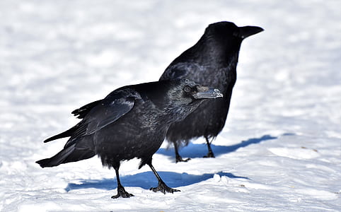 two black crows standing of white snow field during daytime thumbnail