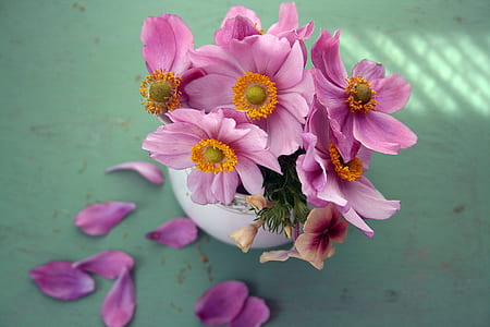 flowers, floral, pink, petal thumbnail
