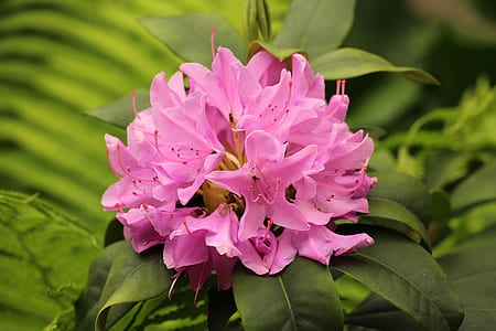 selective focus photography of pink rhododendron flowers thumbnail