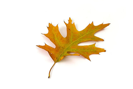 maple leaf on white surface thumbnail