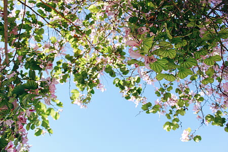 green leafed plants thumbnail