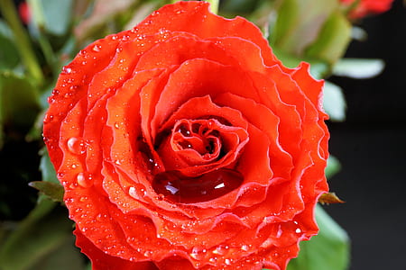 selective focus photo of red rose in bloom thumbnail