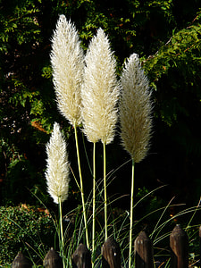 American Pampasgras, Cortaderia Selloana thumbnail