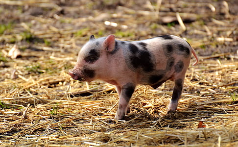shallow focus photography of beige and black pig thumbnail