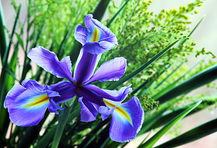nature, flowers, blue, garden thumbnail