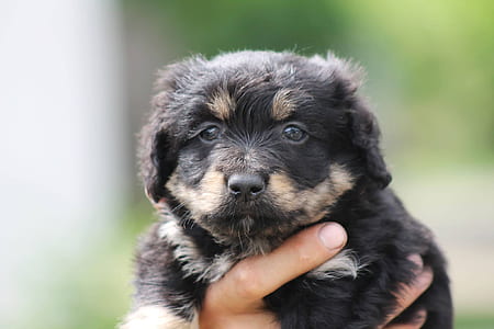 person holding long-coated black puppy thumbnail
