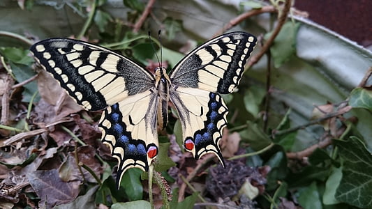 selective focus photography of Eastern tiger swallowtail butterfly perched on leaf thumbnail