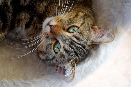 brown tabby cat on top of white faux fur textile thumbnail