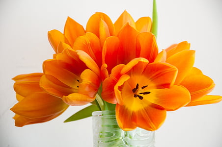 orange petaled flowers in vase thumbnail