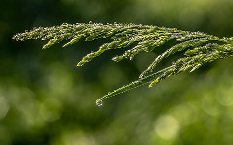 closeup photo of green leaf with water droplet thumbnail