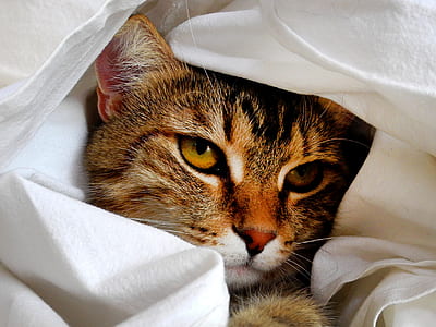 gray tabby cat wrapped in white textile thumbnail