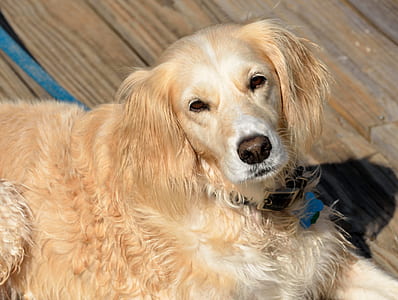 light golden retriever on brown wooden surface at daytime thumbnail