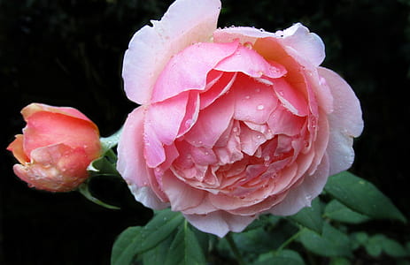 pink rose thumbnail