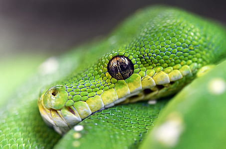 selective focus photography of green snake thumbnail