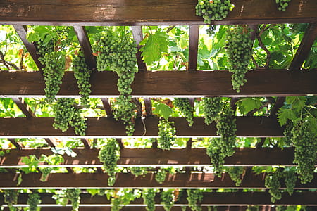Wine grapes thumbnail