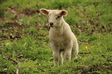 photography of white four-legged animal on green grass during daytime thumbnail
