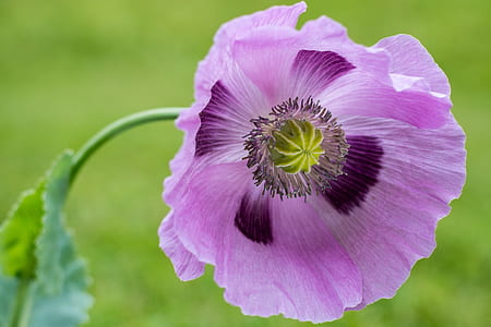 pink opium poppy in bloom closeup photography thumbnail
