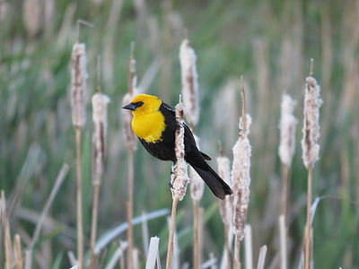 tilt shift lens photography of black and yellow bird thumbnail