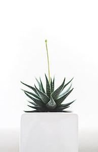 photography of Aloe vera thumbnail
