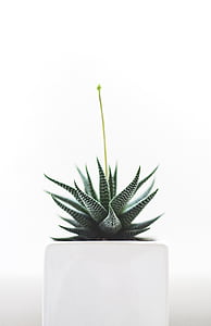 white and green leaf plant thumbnail
