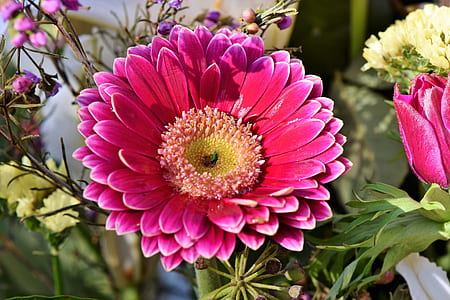 photo of pink petaled flowers thumbnail