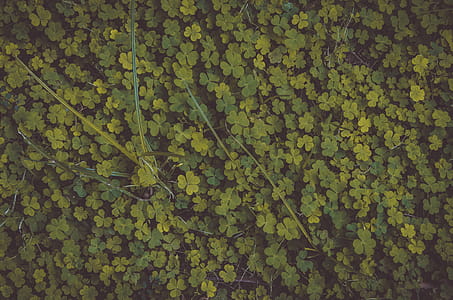Photo of Clovers thumbnail